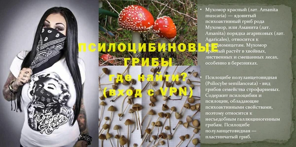 прущие грибы Михайловка